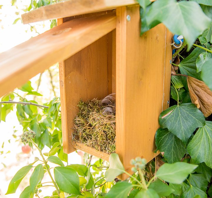 Vogel-Nistkasten mit Nest