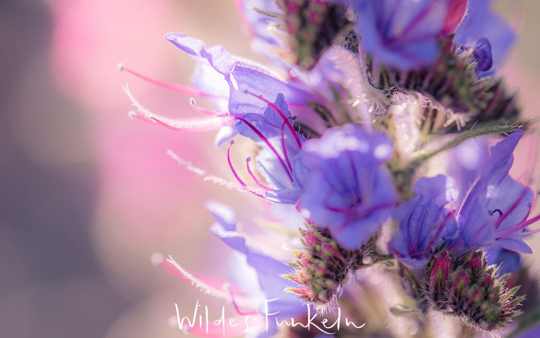 Natterkopf - Echium vulgare - Wildes Funkeln