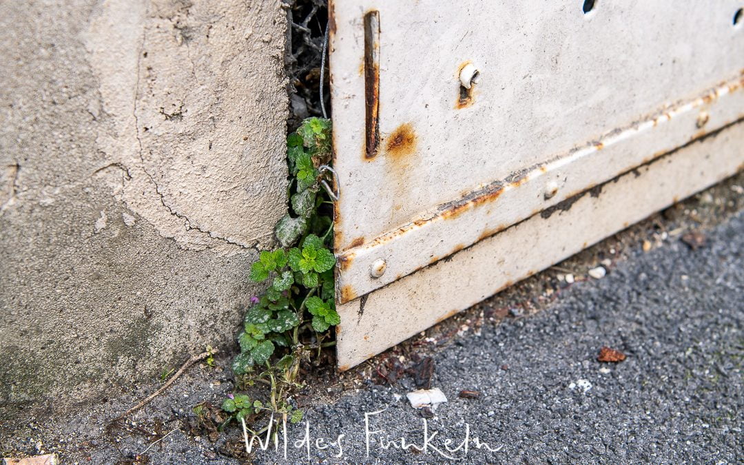 Wildpflanze in der Stadt