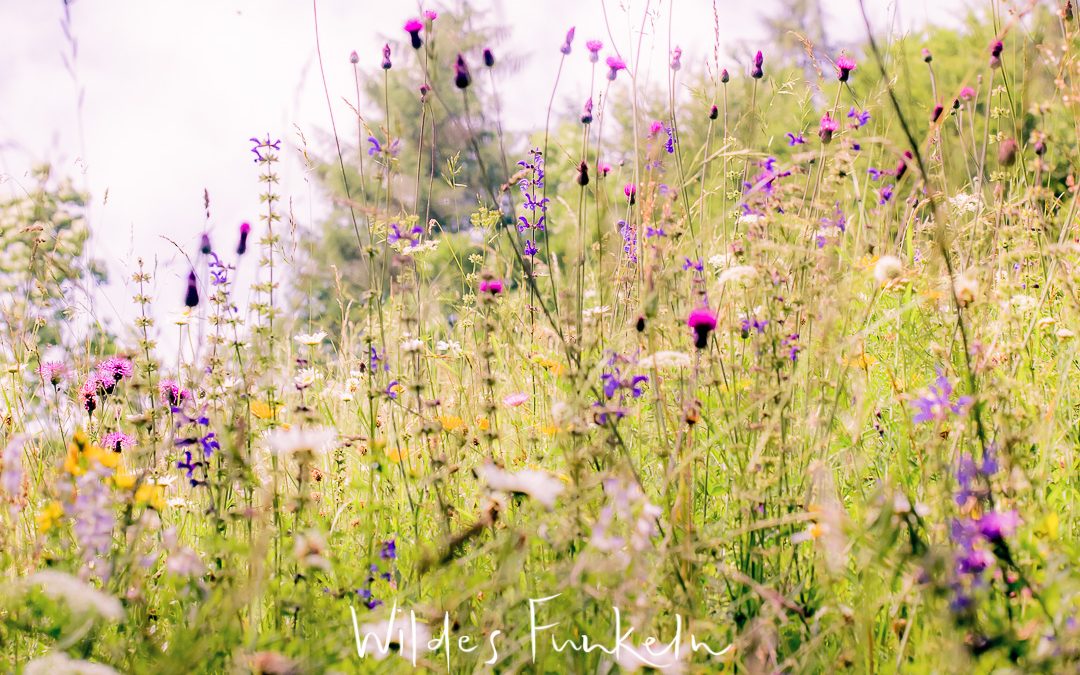 Wildblumen-Wiese