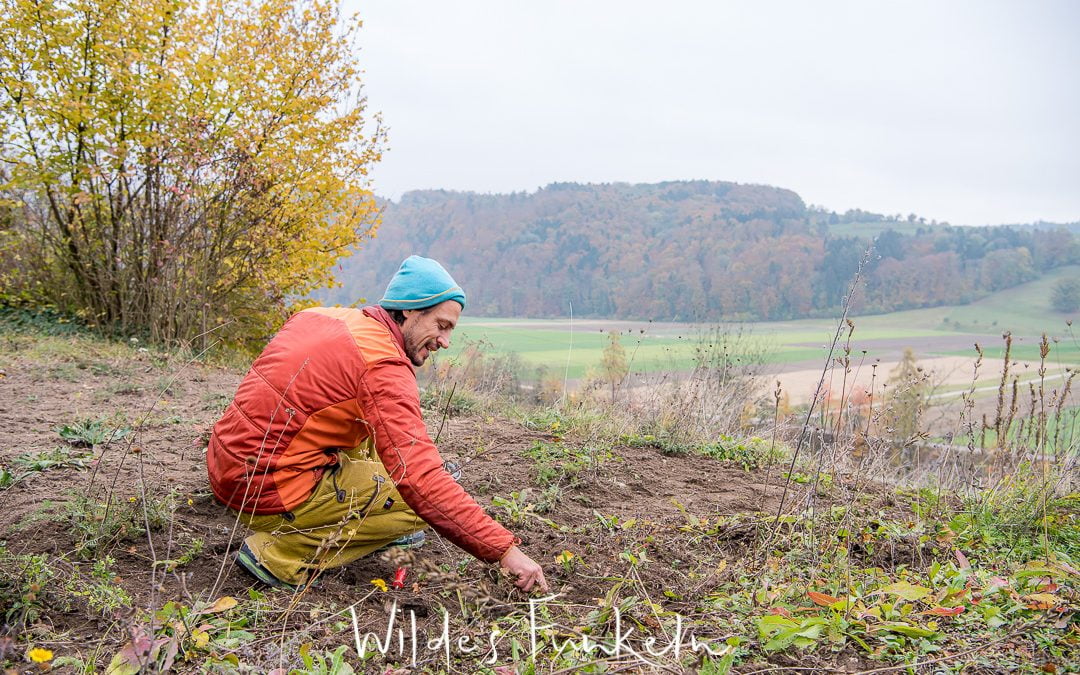 Wildblumen-Wiese anlegen und pflegen
