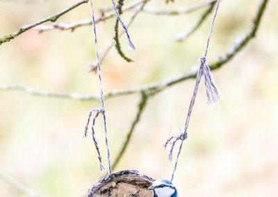 Blaumeise am selbst gemachten Vogel-Fettfutter