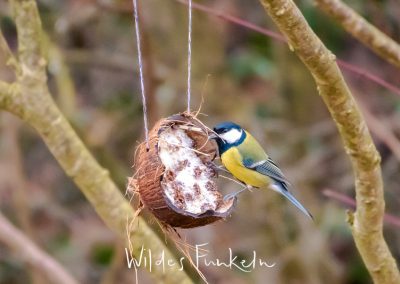 Kohlmeise frisst an Kokosnuss-Fettfutter