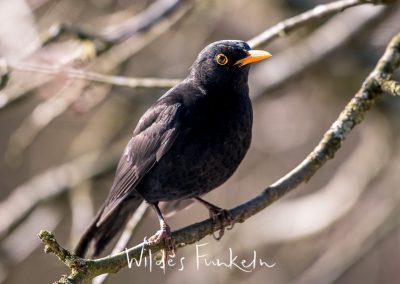 Amsel