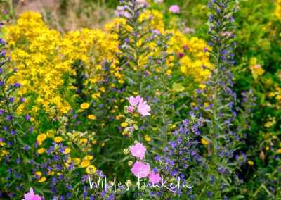 Wildblumenwiese im Naturgarten mit Malve, Natterkopf, Johanniskraut, Färberkamille
