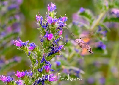 Taubenschwänzchen an Natterkopf im Naturgarten