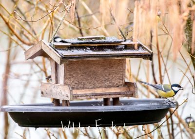Kohlmeise - Parus major - am Vogel-Futterhaus