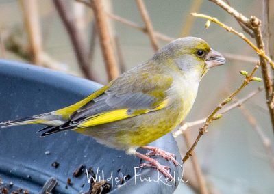 Grünfink - Chloris chloris