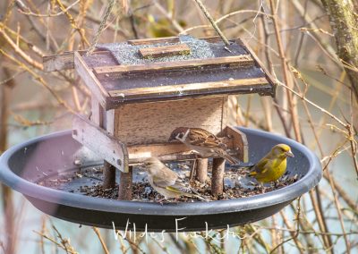 Feldsperling - Passer montanus und Grünfink - Chloris chloris - am Vogel-Futterhaus