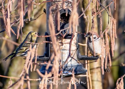 Erlenzeisig - Spinus spinus und Feldsperling - Passer montanus am Vogel-Futtersilo