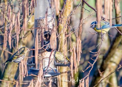 Blaumeise - Cyanistes caeruleus und Erlenzeisig - Spinus spinus am Vogel-Futtersilo
