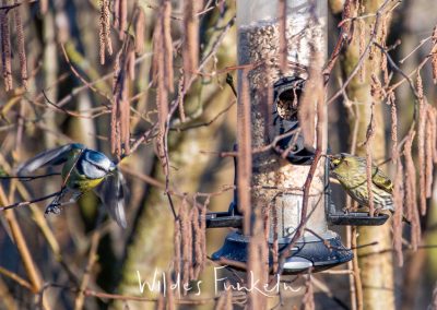 Blaumeise - Cyanistes caeruleus und Erlenzeisig - Spinus spinus am Vogel-Futtersilo