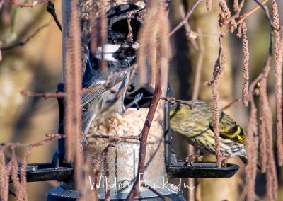 Erlenzeisig - Spinus spinus, Tannenmeise - Periparus ater