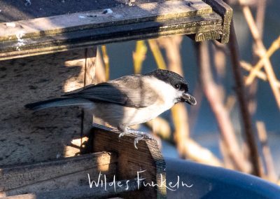 Sumpfmeise - Poecile palustris