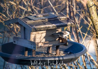 Sumpfmeise - Poecile palustris - am Vogel-Futterhaus