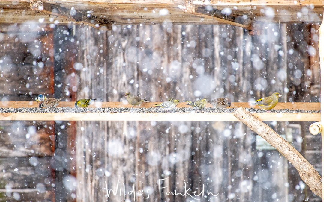 Vögel am Futterhaus Wildes Funkeln