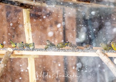 Feldsperling - Passer montanus, Erlenzeisig - Spinus spinus, Grünfink - Chloris chloris
