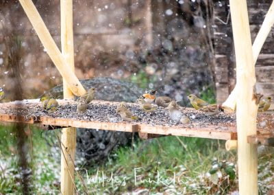 Auch die untere Ebene des Futterhauses wird rege genutzt - Blaumeise, Erlenzeisig, Grünfink, Bergfink, Feldsperling