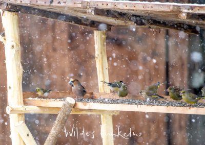 Vögel am Futterhaus - Erlenzeisig, Kernbeisser, Kohlmeise, Grünfinken, Feldsperling