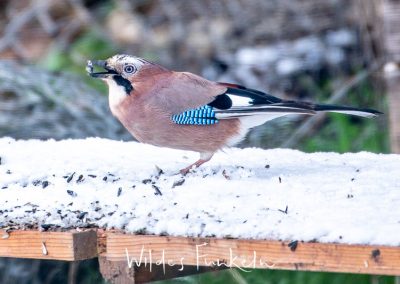 Eichelhäher - Garrulus glandarius - an Vogel-Futterhaus