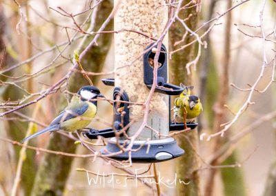 Erlenzeisig - Spinus spinus und Kohlmeise - Parus major am Vogel-Futtersilo