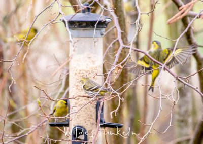 Erlenzeisig - Spinus spinus - am Futtersilo