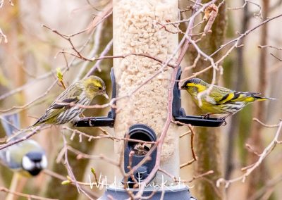 Erlenzeisig - Spinus spinus