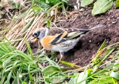 Bergfink - Fringilla montifringilla