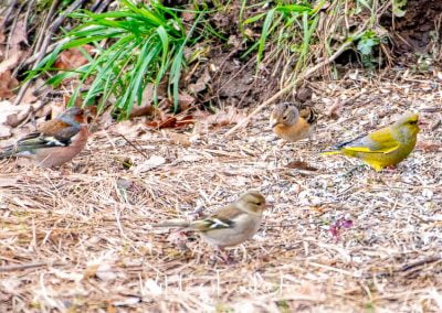 Bergfink - Fringilla montifringilla, Goldammer - Emberiza citrinella, Buchfink - Fringilla coelebs