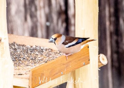 Kernbeisser - Coccothraustes coccothraustes