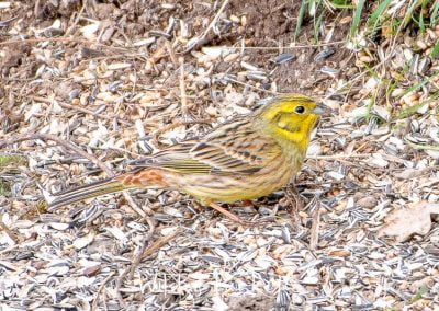 Goldammer - Emberiza citrinella
