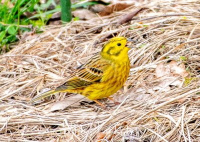 Goldammer - Emberiza citrinella