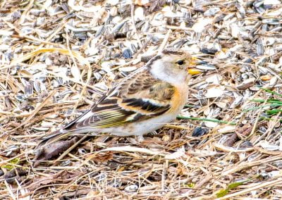 Bergfink - Fringilla montifringilla