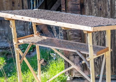 Kernbeisser - Coccothraustes coccothraustes und Blaumeise - Cyanistes caeruleus am Vogel-Futterhaus