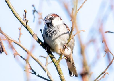Haussperling - Passer domesticus
