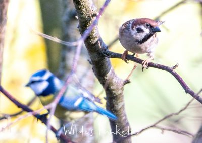 Blaumeise - Cyanistes caeruleus und Feldsperling - Passer montanus