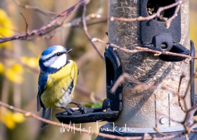 Blaumeise - Cyanistes caeruleus