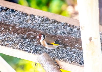 Stieglitz - Carduelis carduelis