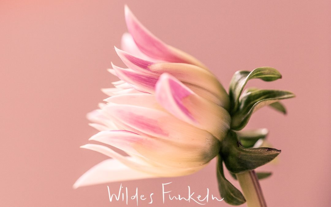 Dahlie - Neophyt - Gartenblume