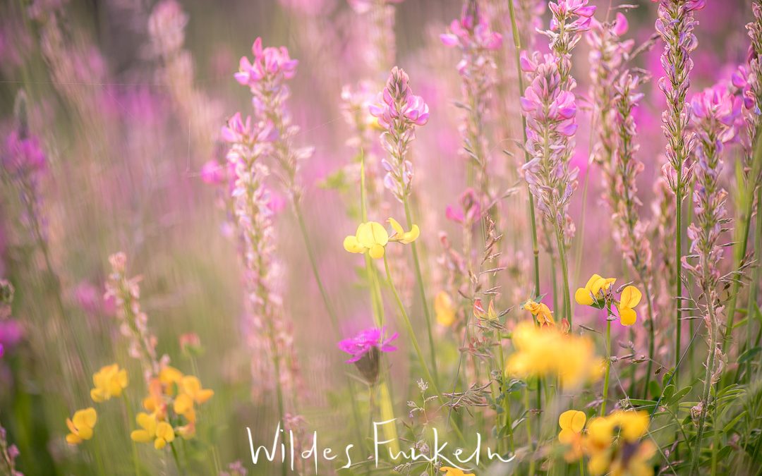 Wildblumen-Wiese, einheimische Blumen, Blüten