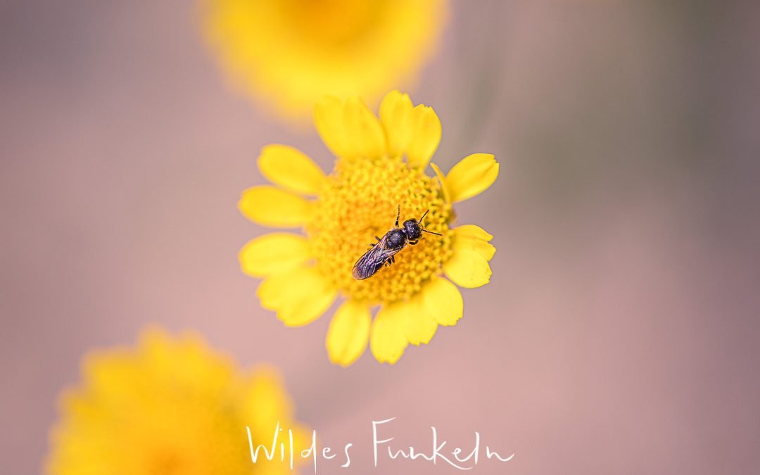 Färber-Hundskamille - Anthemis tinctoria mit Wildbiene