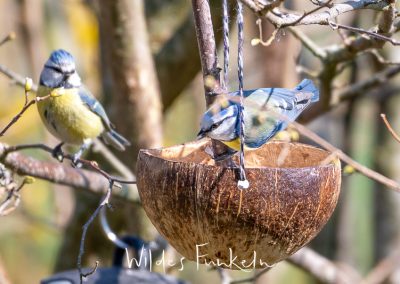 Blaumeisen - Cyanistes caeruleus - am Kokos-Futter