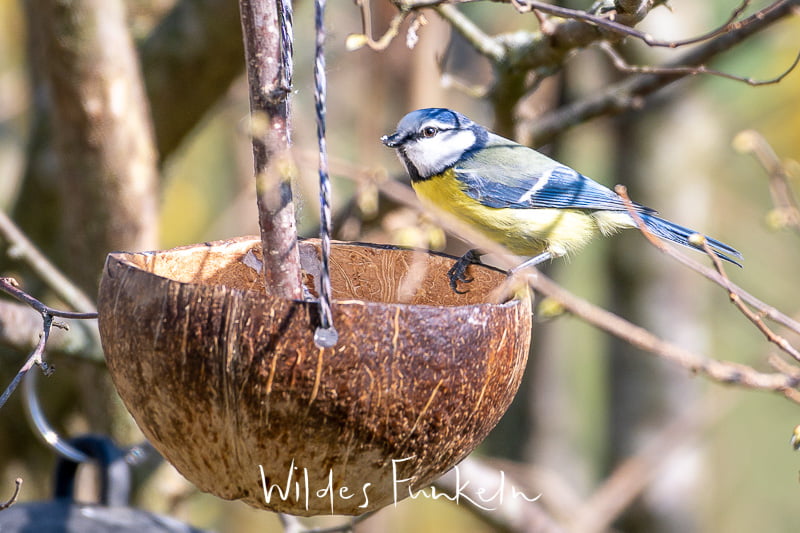 Blaumeise - Cyanistes caeruleus - am Kokos-Futter