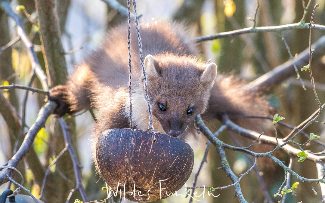 Baummarder - Martes martes am Kokos-Fettfutter
