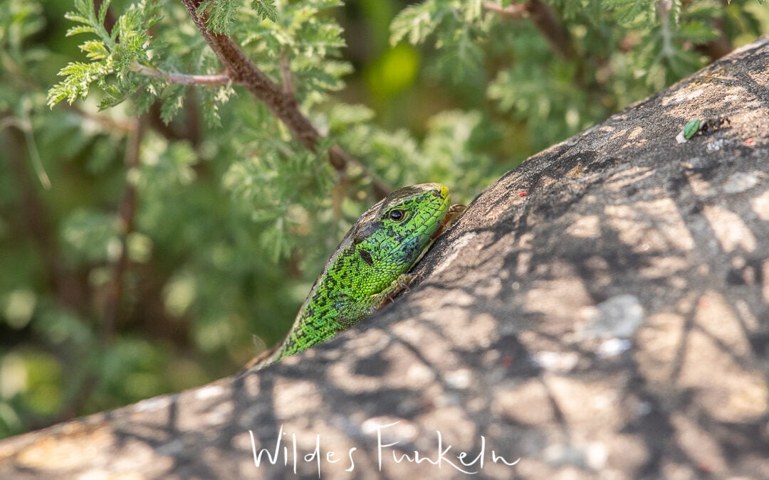 Zauneidechse Naturgarten